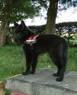 Celine de Geracao nova